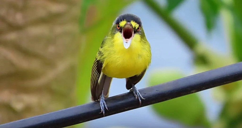 Rio Claro terá dois eventos de observação da fauna neste mês